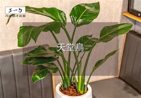 天堂鳥種子|天堂鳥植物指南 將南非野地的異國風情帶入您的家庭花園